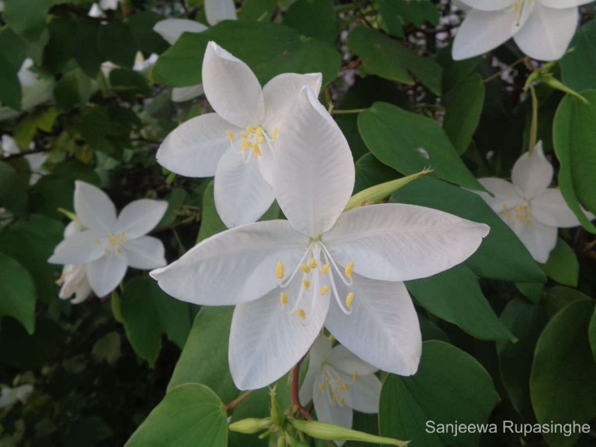 Bauhinia acuminata L.